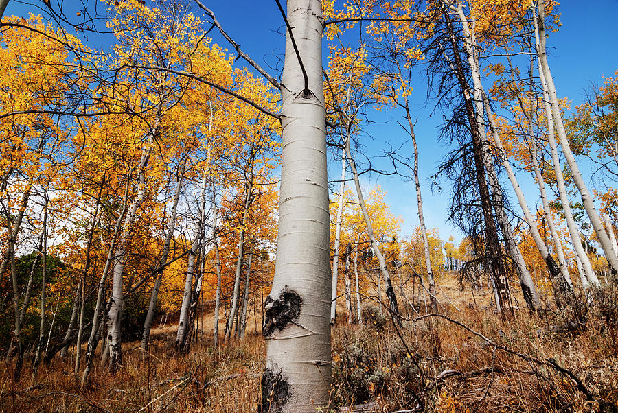 Nature Photograph - Aspens in autumn in Stanley Idaho by Vishwanath Bhat
