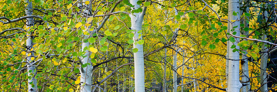 Aspens In Autumn Panorama 2 - Santa Fe National Forest Photograph by Brian Harig