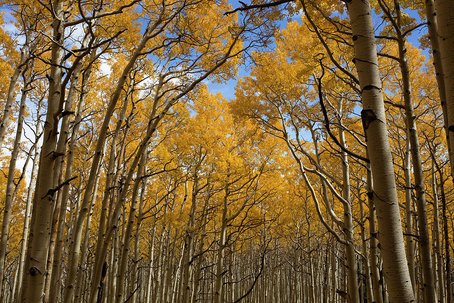 Aspens in Autumn Photograph by Sue Cullumber