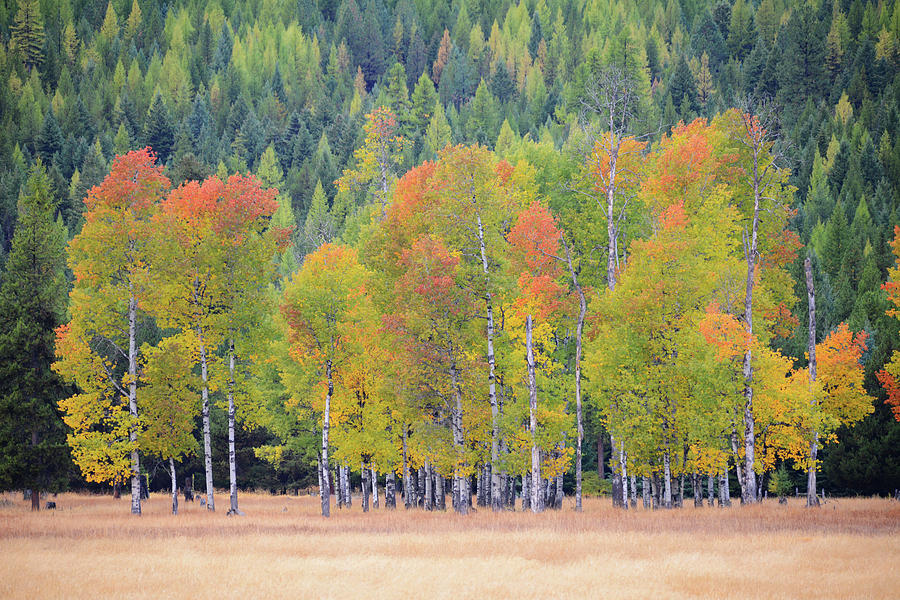 Aspens in Autumn Photograph by Whispering Peaks Photography