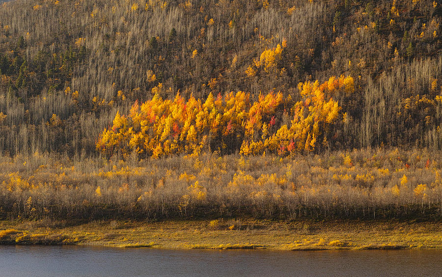 Aspens in Autumnal Afternoon Sunshine. Photograph by Pekka Sammallahti