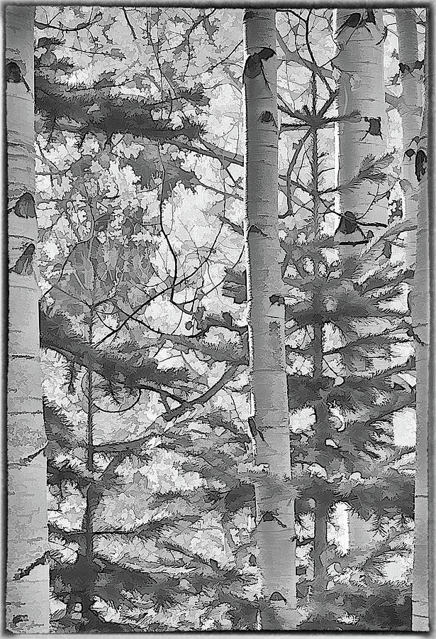 Aspens in black and white Photograph by Charles Muhle