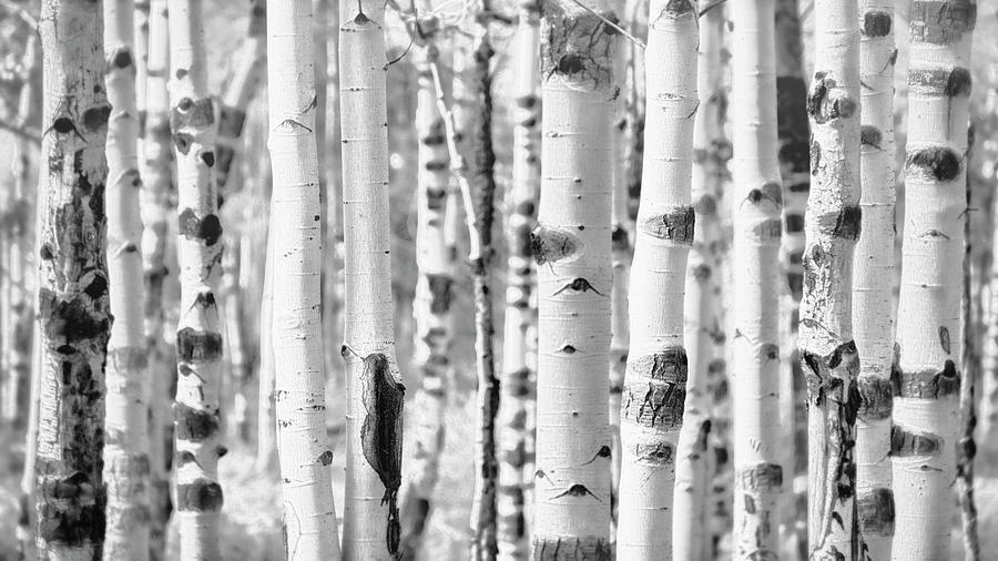 Aspens in Black and White  Photograph by Saija Lehtonen