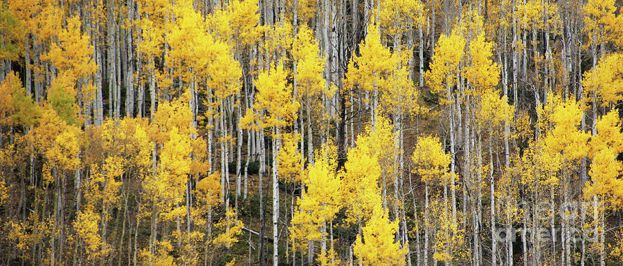 Aspens in Fall  1330 Photograph by Jack Schultz