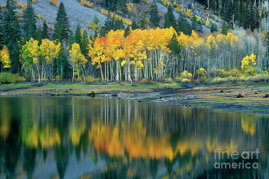 Aspens In Fall Color Along Lundy Lake Eastern Sierras California Photograph by Dave Welling