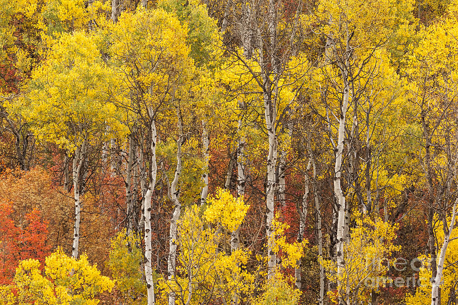Aspen Trees With Vibrant Fall Foliage, Colorado, USA Photograph by Philip Preston