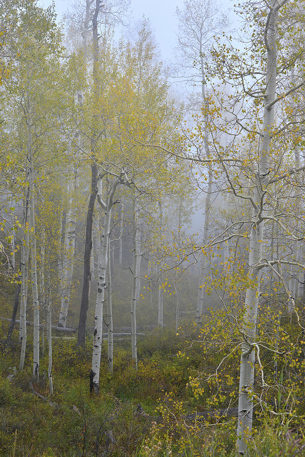 Aspens in Fog along Dallas Creek Photograph by Ray Mathis