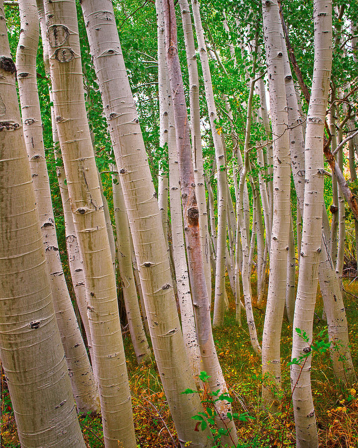 Nature Photograph - Aspens in Hope Valley by Adonis Villanueva