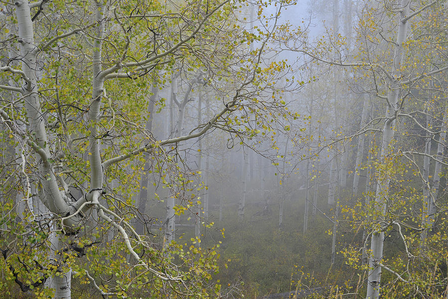 Aspens in Low Clouds along Dallas Creek Photograph by Ray Mathis
