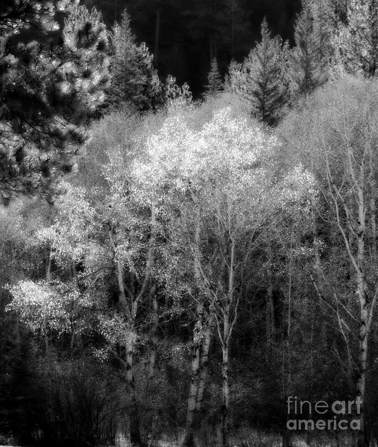 Aspens in Morning Light for Traci by Barbara Henry Aspens in Morning Light for Traci by Barbara Henry