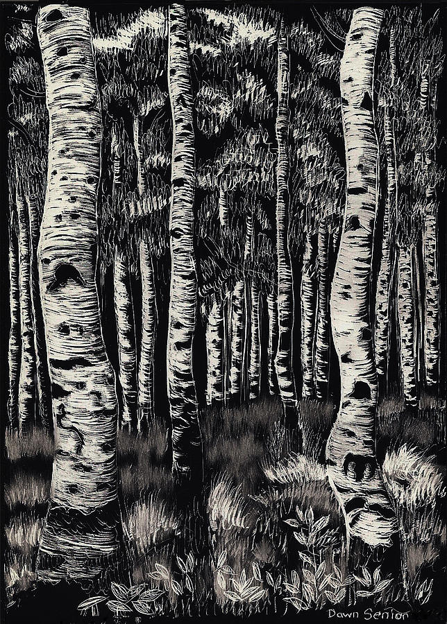 Nature Drawing - Aspens in Mountain Forest by Dawn Senior-Trask