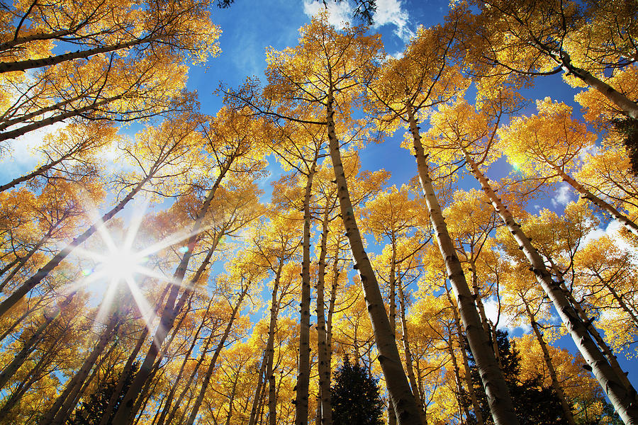 Aspens in Northern Arizona Photograph by Dave Wilson - Fine Art America