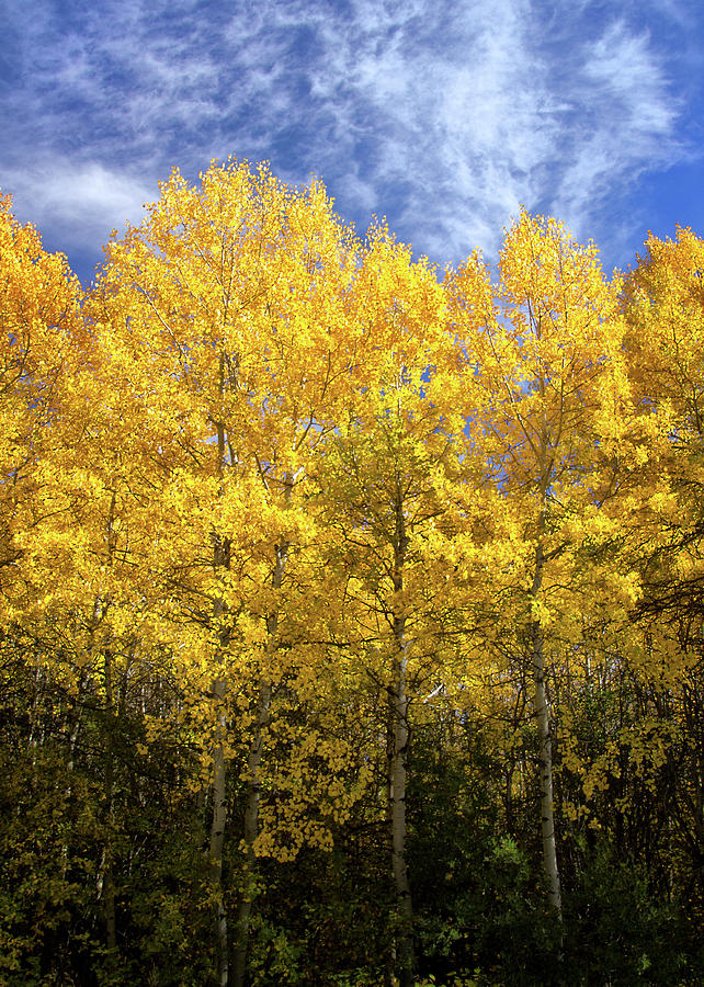 Aspens in Sun and Shade Photograph by Carolyn Derstine