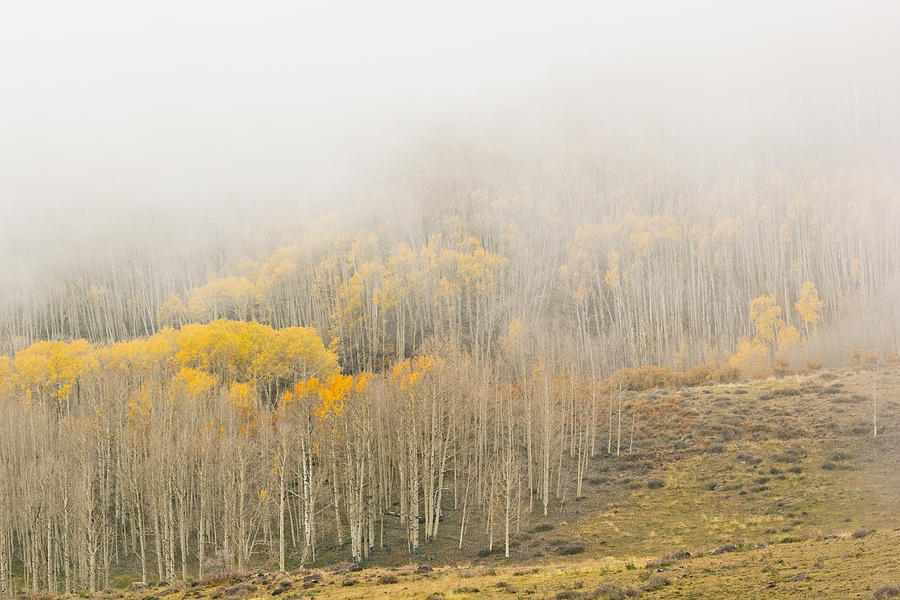 Aspens in the Clouds Photograph by Peter J Sucy