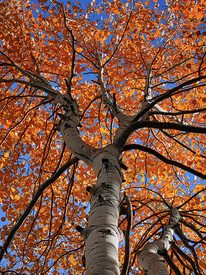 Aspens in the Fall Photograph by Ernest Echols