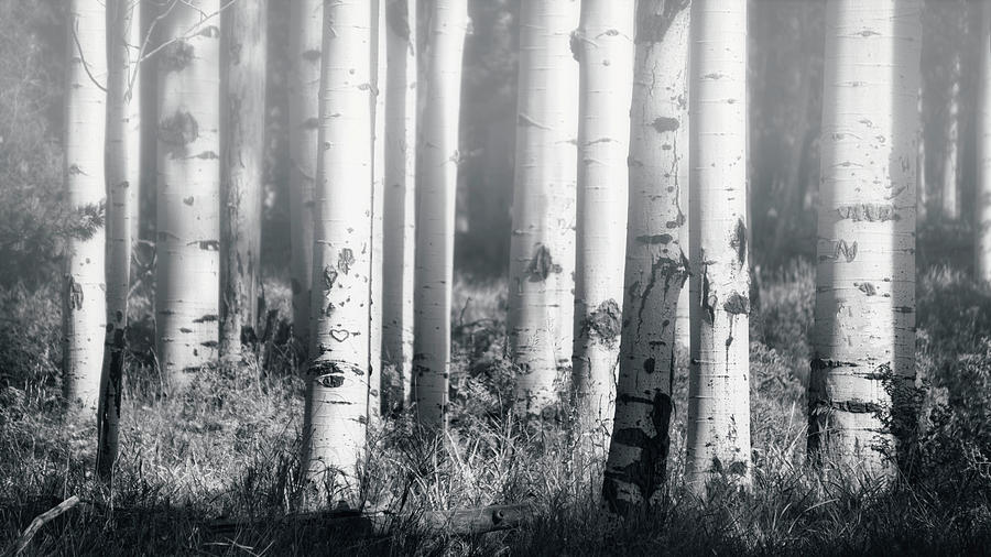 Aspens in the Mist  Photograph by Saija Lehtonen