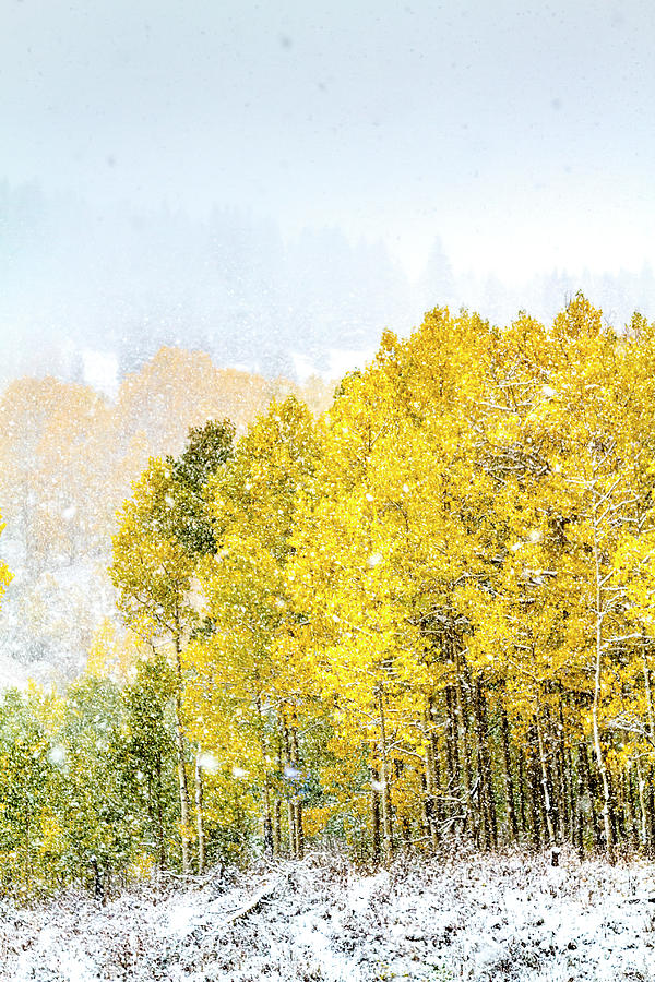 Aspens in the Snow Photograph by Teri Virbickis