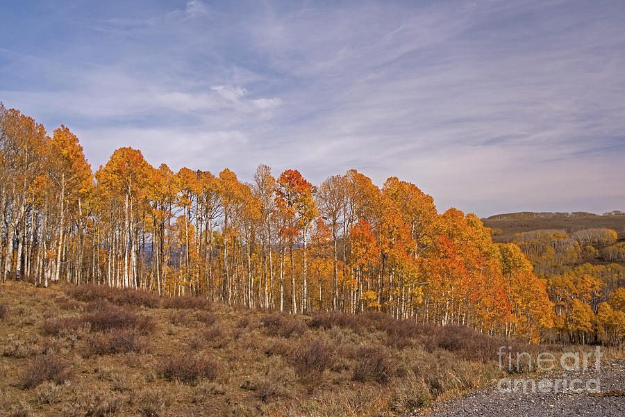 Aspens in Utah Photograph by Cindy Murphy - NightVisions