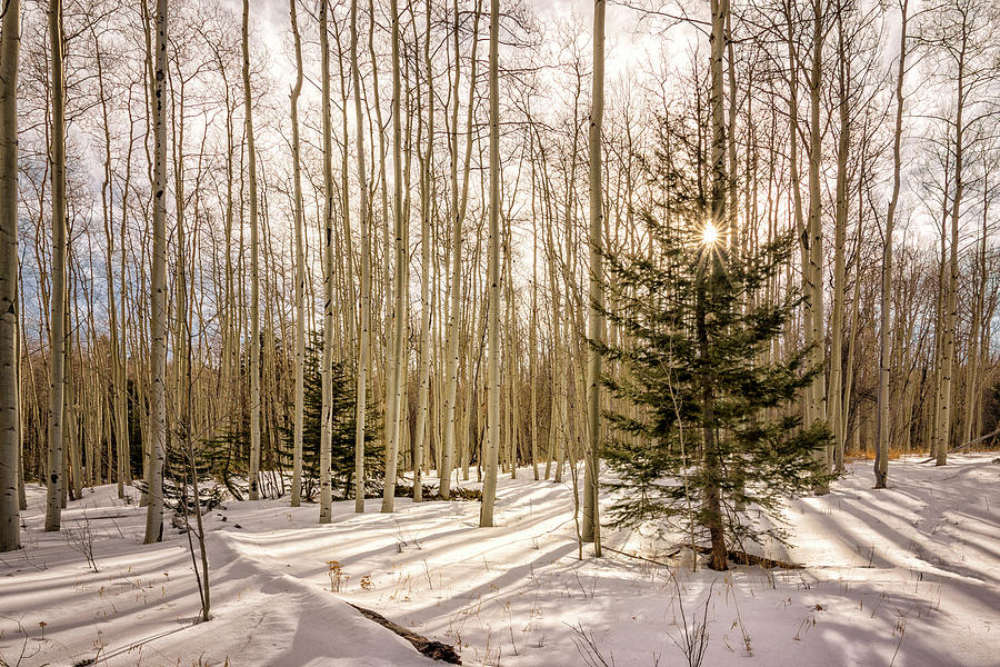 Winter Photograph - Aspens In Winter 1 - Santa Fe National Forest New Mexico by Brian Harig