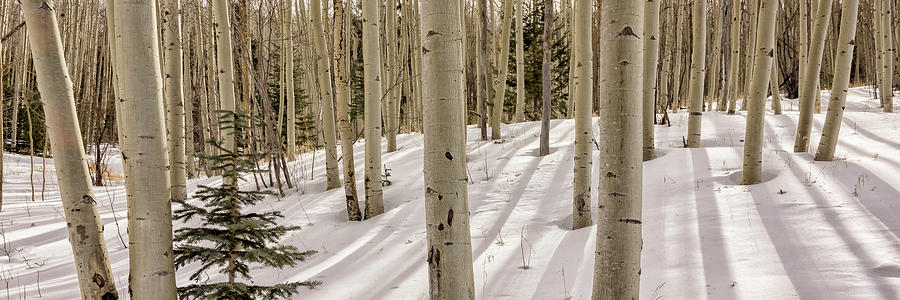 Aspens In Winter 2 Panorama - Santa Fe National Forest New Mexico Photograph by Brian Harig