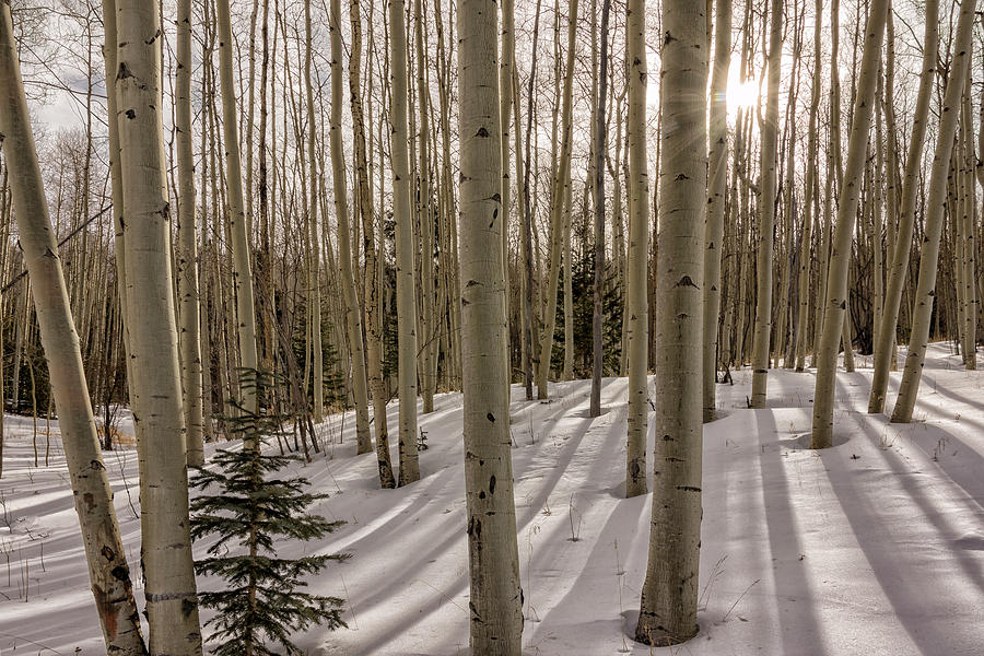 Aspens In Winter 2 - Santa Fe National Forest New Mexico Photograph by Brian Harig
