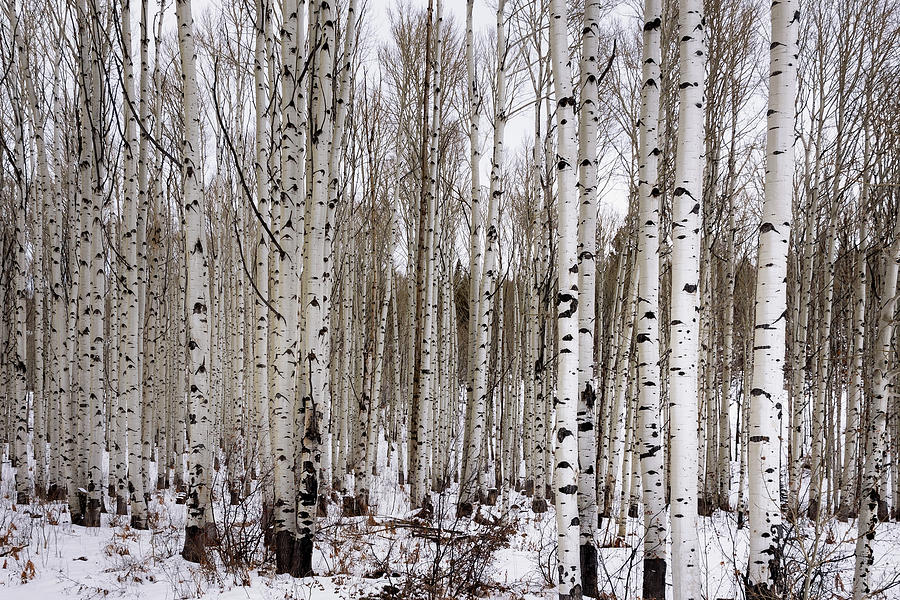 Nature Photograph - Aspens In Winter - Colorado by Brian Harig