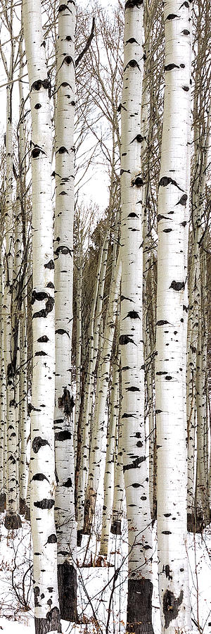 Nature Photograph - Aspens In Winter Vertical Panorama - Colorado by Brian Harig