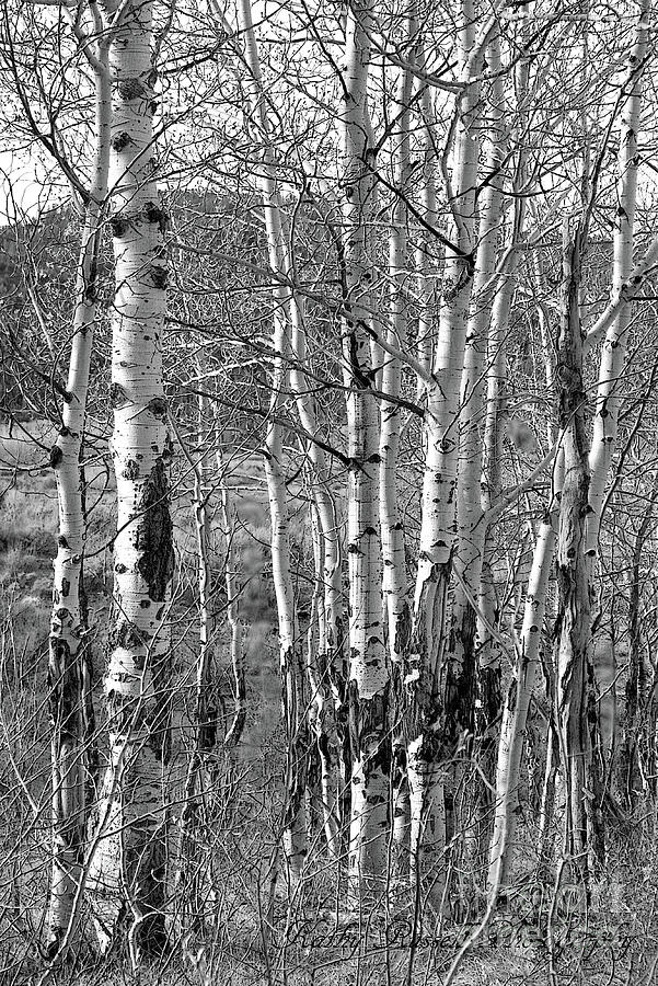 Aspens Photograph by Kathy Russell