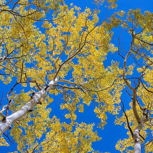 Fall Photograph - Aspens Last Month North Of Flagstaff by Mike Ince