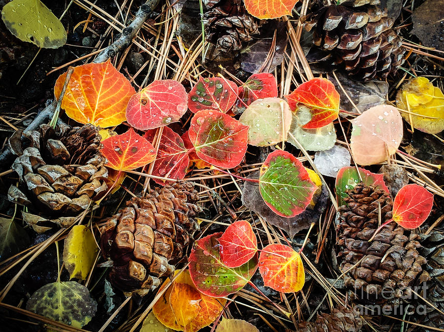Aspens Leaves and Pine Cones Photograph by Marianne Jensen