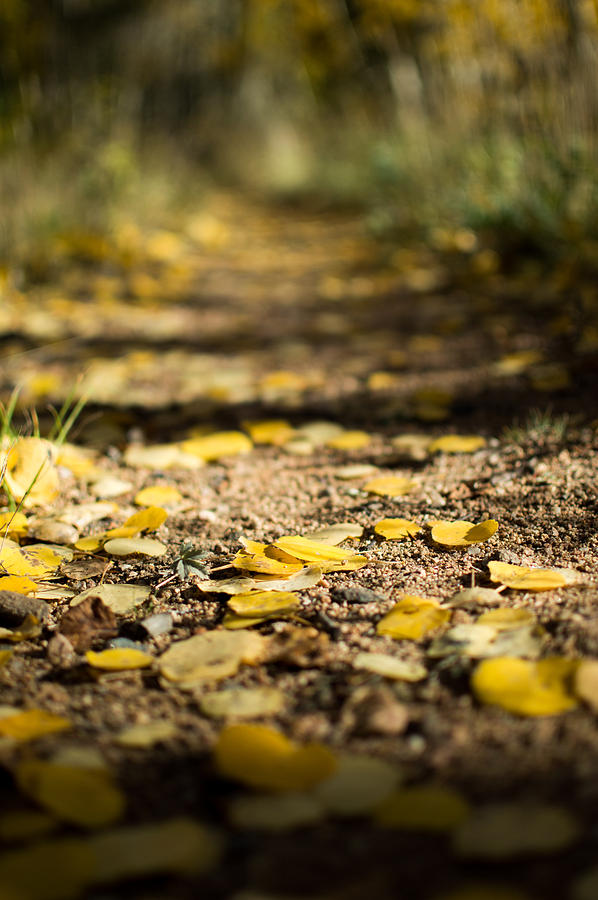 Aspen leaves on trail Photograph by Stephen Holst