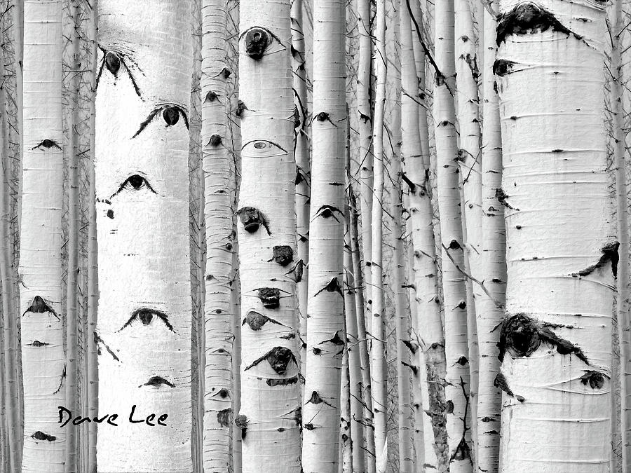 Aspens Near and Far Mixed Media by Dave Lee