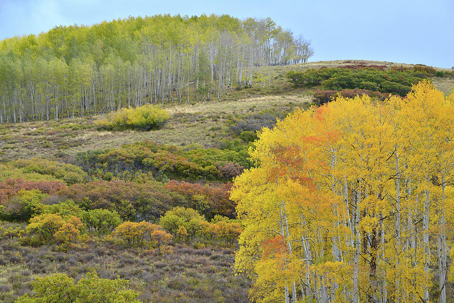 Aspens of a Different Color along Last Dollar Road Photograph by Ray Mathis