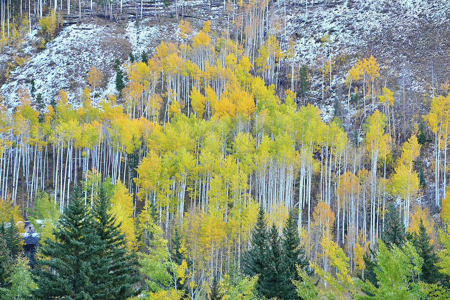Aspens of Vail Colorado Photograph by Ray Mathis