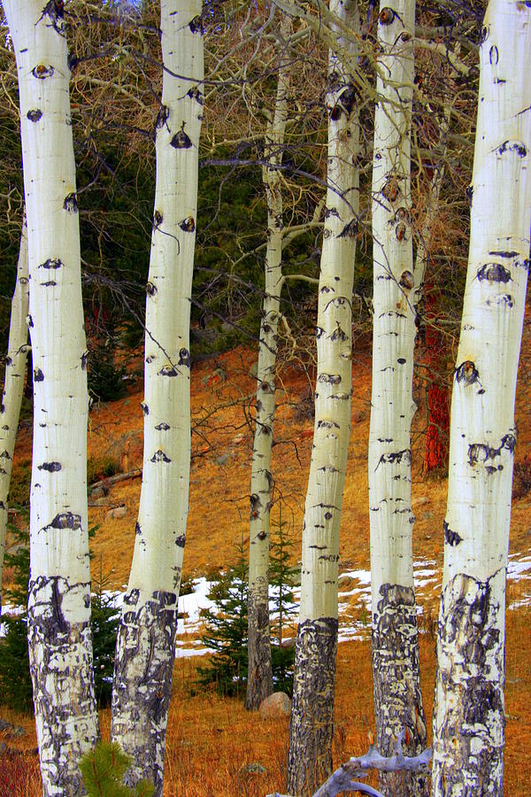 Aspens of white Photograph by Julie Lueders 