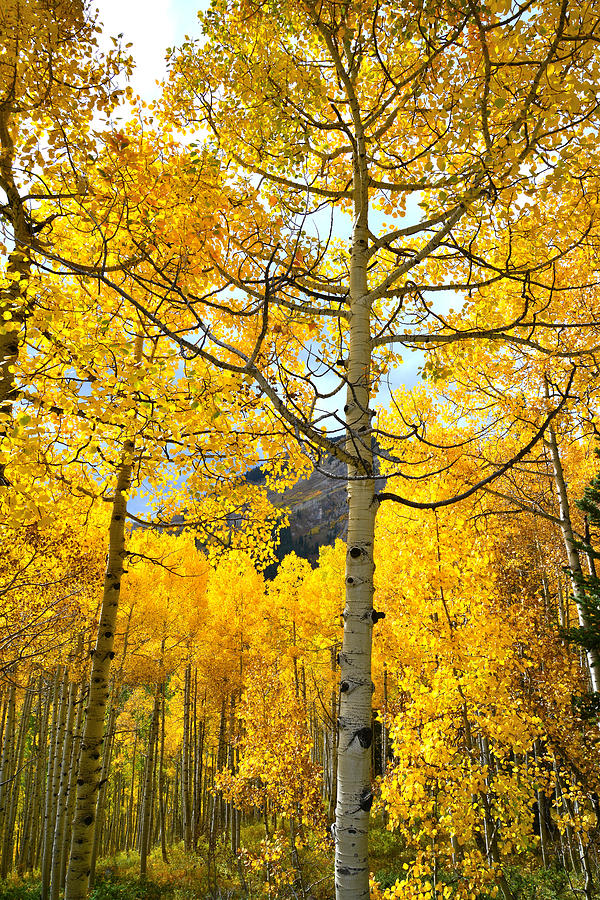Aspens on Ohio Pass Photograph by Ray Mathis