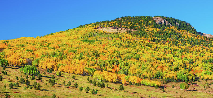 Aspens Proliferate By Spreading Underground Roots Called Rhizomes.  Photograph by Bijan Pirnia