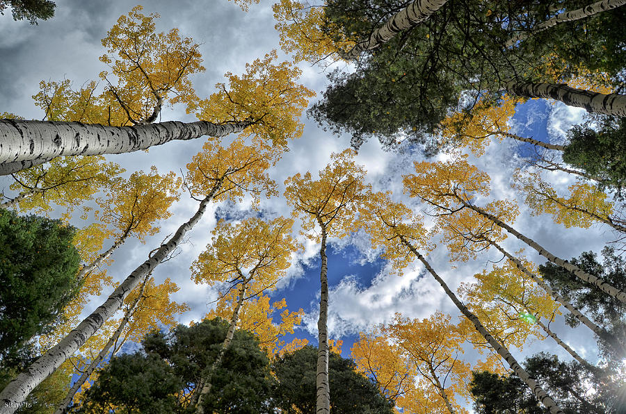 Aspens Reaching Photograph by Kevin Munro