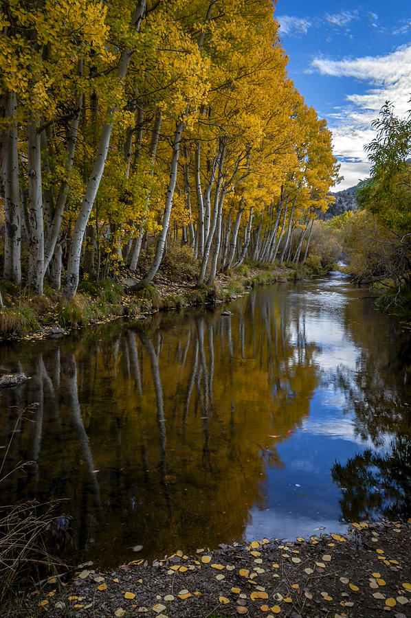 Tree Photograph - Aspens Reflected by Cat Connor