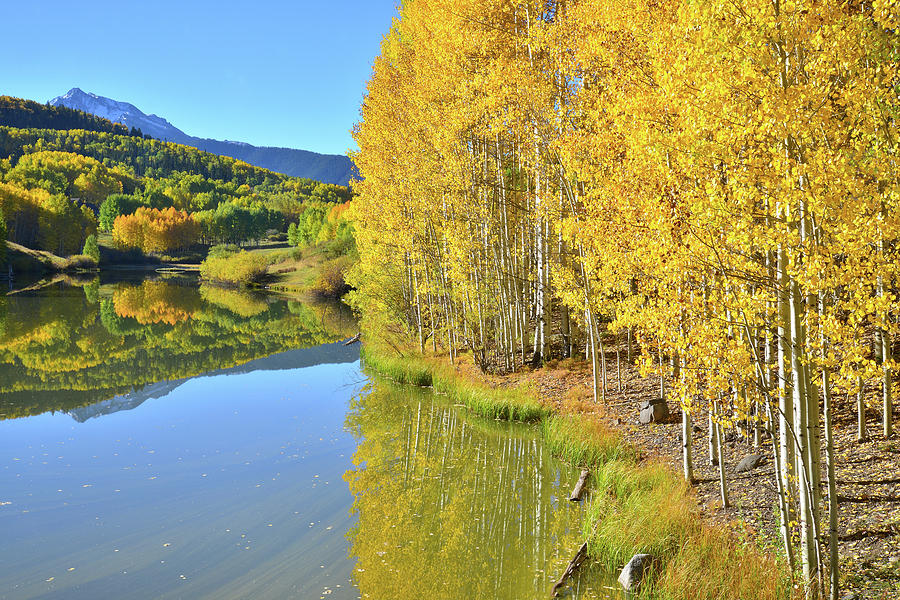 Aspens Reflected in Lake Photograph by Ray Mathis