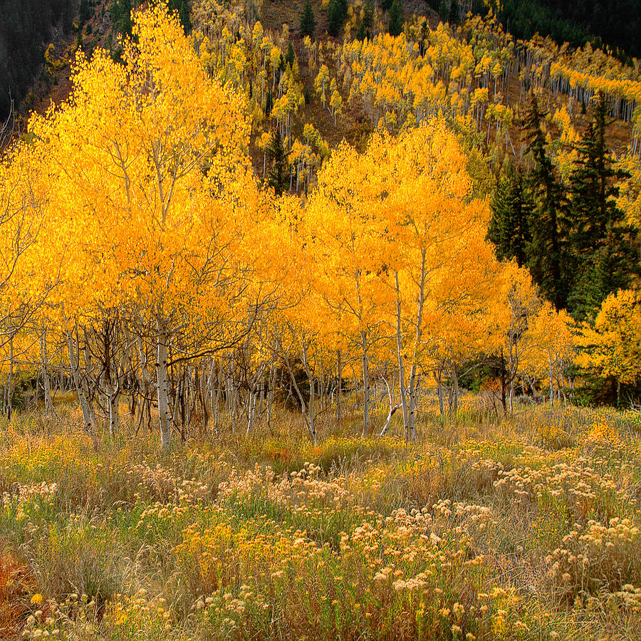Aspens Photograph by Tim Reaves