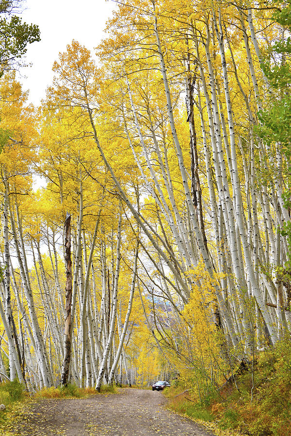 Aspens Tower Above High Country Road Photograph by Ray Mathis