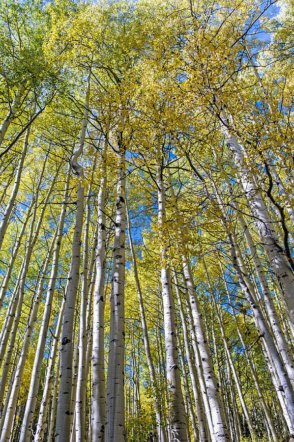 Aspens With The Backdrop of Colorado Blue Skies Photograph by Willie Harper