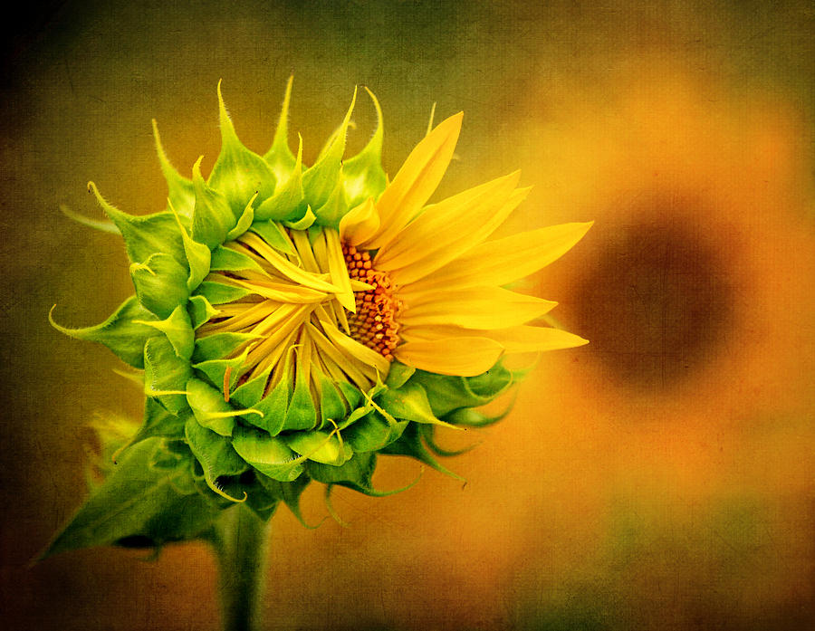 Aspiring Sunflower Photograph by Carolyn Derstine