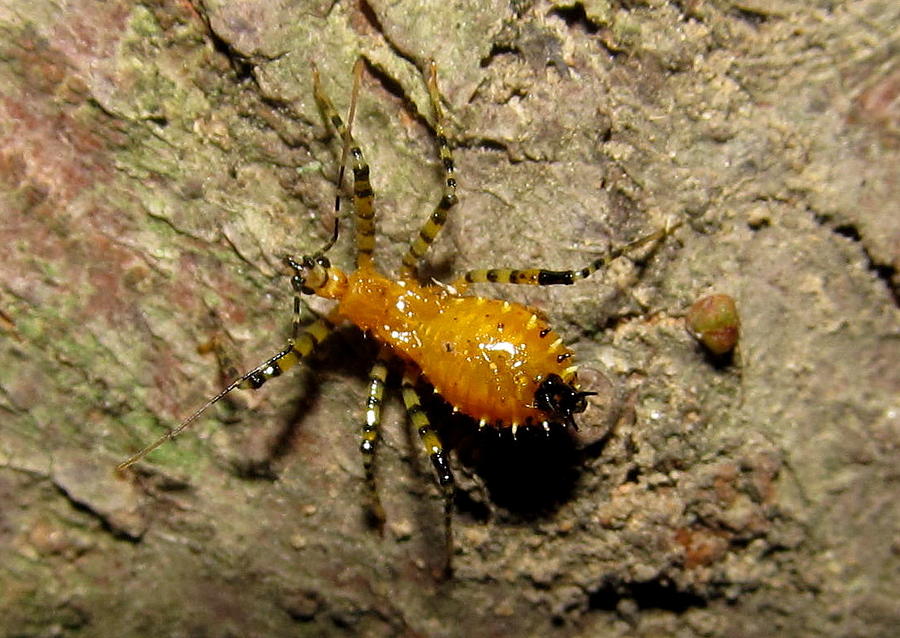 Assasin Bug Nymph Photograph by Joshua Bales