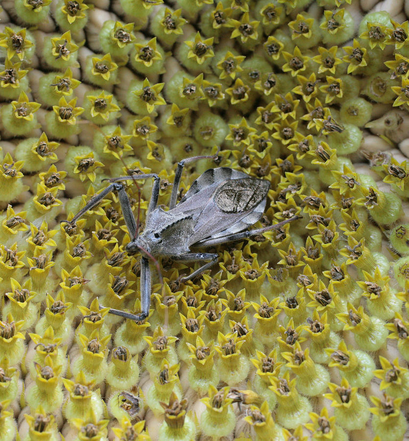 Insects Photograph - Assassin Bug on Sunflower Disk by Matt Cormons