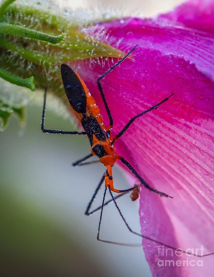 Assassin Bug with Prey          Photograph by Tom Claud
