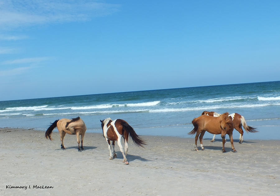Assateague 1 Photograph by Kimmary MacLean