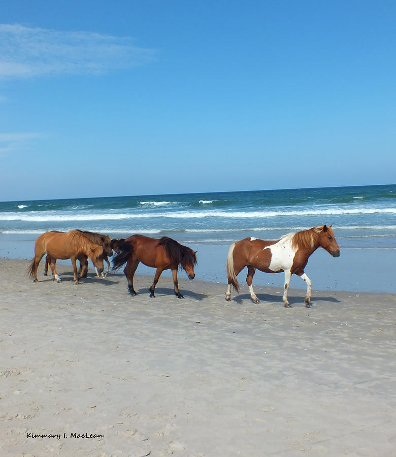 Assateague 2 Photograph by Kimmary MacLean