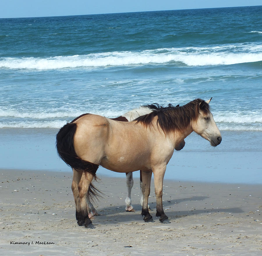 Assateague 3 Photograph by Kimmary MacLean
